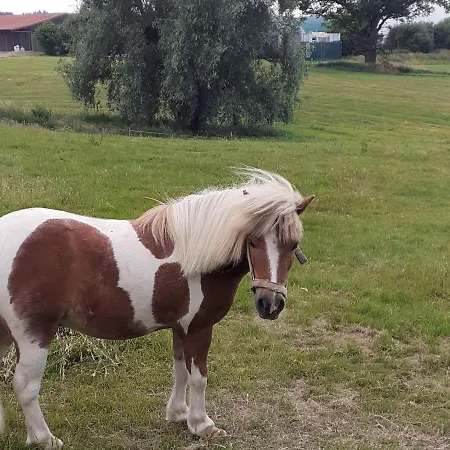 Cosy Flat On A Family Friendly Farm In Northern Hesse